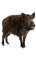 animals & Boar free transparent png image.