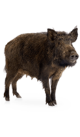 animals & boar free transparent png image.