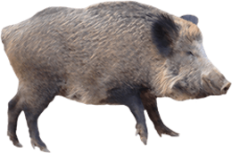 animals & boar free transparent png image.