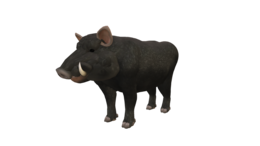 animals & boar free transparent png image.