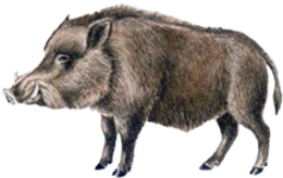 animals & boar free transparent png image.