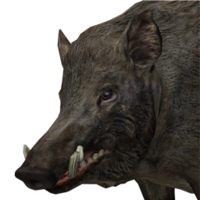 animals & boar free transparent png image.