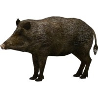 animals & boar free transparent png image.