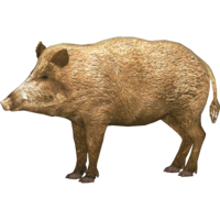 animals & Boar free transparent png image.