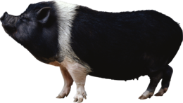 animals & boar free transparent png image.