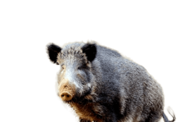 animals & Boar free transparent png image.