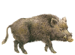 animals & Boar free transparent png image.