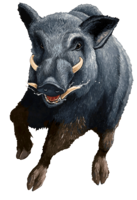 animals & boar free transparent png image.