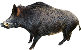 animals & Boar free transparent png image.