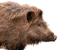 animals & boar free transparent png image.