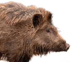 animals & Boar free transparent png image.