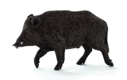 animals & Boar free transparent png image.