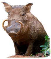 animals & Boar free transparent png image.