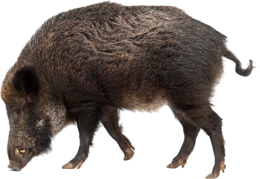 animals & Boar free transparent png image.