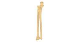 miscellaneous & bone free transparent png image.