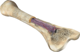 miscellaneous & bone free transparent png image.