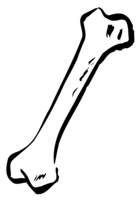 miscellaneous & bone free transparent png image.