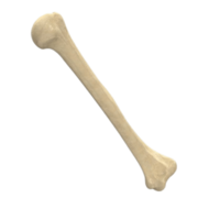 miscellaneous & bone free transparent png image.