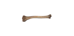 miscellaneous & Bone free transparent png image.