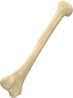 miscellaneous & bone free transparent png image.