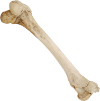 miscellaneous & bone free transparent png image.