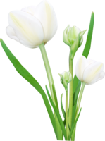 flowers & bouquet of flowers free transparent png image.