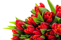 flowers & Bouquet of flowers free transparent png image.