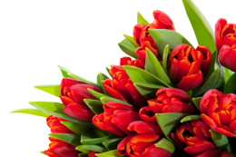 flowers & bouquet of flowers free transparent png image.