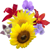 flowers & bouquet of flowers free transparent png image.