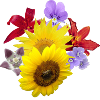 flowers & Bouquet of flowers free transparent png image.