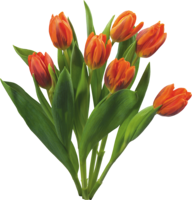 flowers & bouquet of flowers free transparent png image.