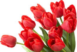 flowers & bouquet of flowers free transparent png image.