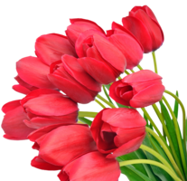 flowers & Bouquet of flowers free transparent png image.