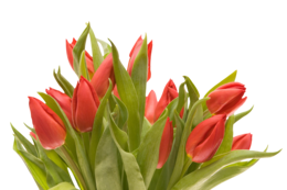 flowers & bouquet of flowers free transparent png image.