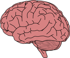 Brain&people png image