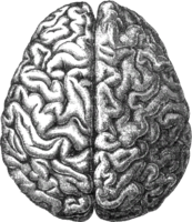 people & brain free transparent png image.