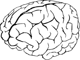 people & brain free transparent png image.