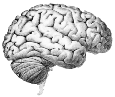 people & Brain free transparent png image.