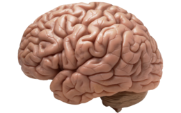 people & Brain free transparent png image.