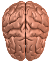 people & Brain free transparent png image.