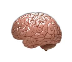 people & Brain free transparent png image.