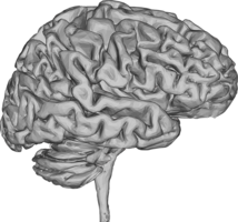 people & brain free transparent png image.