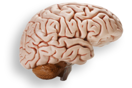 people & Brain free transparent png image.