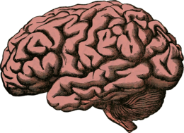 people & brain free transparent png image.