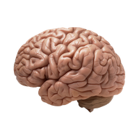 people & brain free transparent png image.