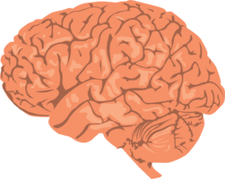 people & brain free transparent png image.