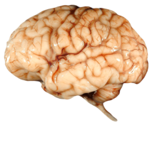 people & brain free transparent png image.