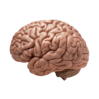 people & Brain free transparent png image.