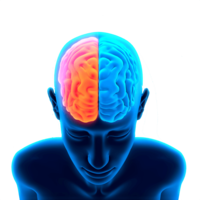 people & Brain free transparent png image.