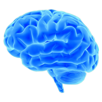 people & brain free transparent png image.